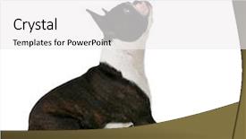  Presentation with boston - Presentation design having obedient boston terrier looking up background and a white colored foreground