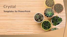  Presentation with succulent - Colorful slide deck enhanced with background-with-a-variety backdrop and a lemonade colored foreground