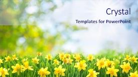  Presentation with daffodil - Slide deck featuring background with beautiful yellow daffodil background and a sky blue colored foreground