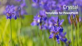  Presentation with iris - Theme enhanced with background-with-blue-iris-flowers background and a violet colored foreground
