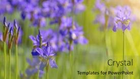  Presentation with iris - PPT theme featuring background-with-blue-iris-flowers background and a gold colored foreground