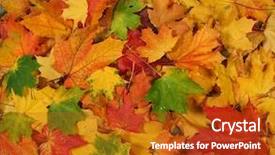  Presentation with autumn leaves falling - Slides with background with bright autumn leaves background and a crimson colored foreground