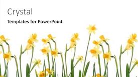  Presentation with narcissus - PPT theme with jonquil - background with bright yellow narcissus background and a white colored foreground