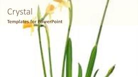  Presentation with narcissus - Audience pleasing presentation theme consisting of jonquil - background with bright yellow narcissus backdrop and a cream colored foreground