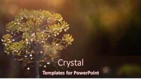  Presentation with umbrella - Presentation design consisting of background-with-dill-umbrella-closeup background and a  colored foreground