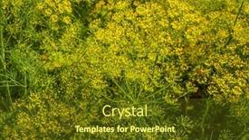  Presentation with umbrella - Slides with background-with-dill-umbrella-closeup background and a tawny brown colored foreground