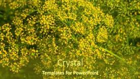  Presentation with umbrella - Slides enhanced with background-with-dill-umbrella-closeup background and a tawny brown colored foreground