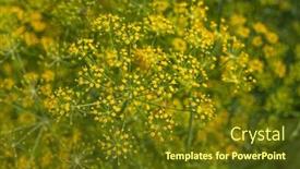 Presentation with garden - Slides enhanced with background-with-dill-umbrella-closeup background and a tawny brown colored foreground