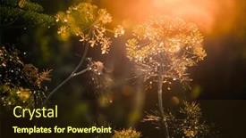  Presentation with umbrella - Presentation theme enhanced with background-with-dill-umbrella-closeup background and a tawny brown colored foreground