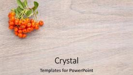  Presentation with wood grain texture - Beautiful PPT theme featuring background with firethorn berries - fall backdrop and a  colored foreground