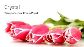  Presentation with fresh water - Colorful slides enhanced with background with fresh pink tulips in drops of water and reflection on white backdrop and a white colored foreground