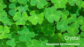  Presentation with leave - Beautiful PPT theme featuring background with fresh three-leave backdrop and a forest green colored foreground