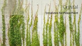  Presentation with ivy - PPT theme enhanced with background-with-grey-wall background and a soft green colored foreground