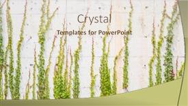  Presentation with ivy - Amazing slides having background-with-grey-wall backdrop and a lemonade colored foreground