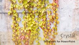  Presentation with ivy - Slides with background-with-grey-wall background and a yellow colored foreground