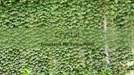  Presentation with ivy - Cool new presentation theme with background-with-grey-wall backdrop and a seafoam green colored foreground