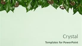  Presentation with ivy - Presentation theme enhanced with background-with-ivy-leaves background and a sky blue colored foreground