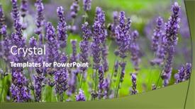  Presentation with summer time - Slides with background-with-lavender-in-summer background and a violet colored foreground