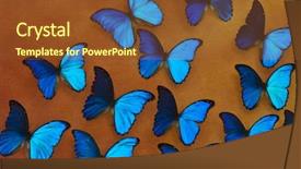  Presentation with blue - PPT theme with background with many blue morpho background and a tawny brown colored foreground