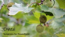  Presentation with rainforest - Amazing slide set having background with maple tree seed backdrop and a yellow colored foreground