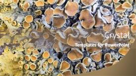  Presentation with lichen - Presentation design featuring background with orange lichen colony background and a coral colored foreground