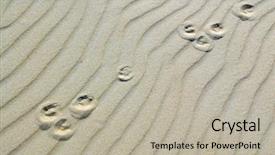  Presentation with paw print - Presentation theme consisting of background with paw prints background and a mint green colored foreground