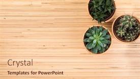  Presentation with succulent - PPT layouts with background-with-potted-succulent background and a lemonade colored foreground