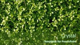  Presentation with green nature - PPT theme enhanced with background-with-the-green-grass background and a tawny brown colored foreground