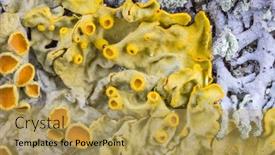  Presentation with lichen - Theme having background with yellow and grey background and a yellow colored foreground