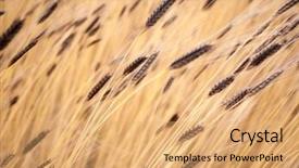  Presentation with italy food - Slide deck having background yellow and brown hue background and a coral colored foreground