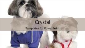  Presentation with old fashioned black and white - PPT theme having dot backgrounds - shih tzu's dressed up 2 background and a light gray colored foreground