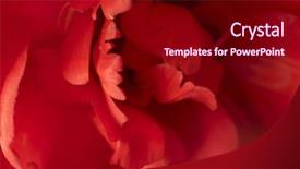  Presentation with marriage card - Theme with backgrounds greeting card wedding invitation background and a wine colored foreground