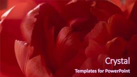  Presentation with wedding invitation card - Theme featuring backgrounds greeting card wedding invitation background and a wine colored foreground