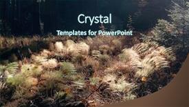  Presentation with forest morning - Cool new presentation with backlight - morning sunlight backlighting forest plants backdrop and a  colored foreground