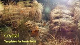  Presentation with horsetail plant - PPT theme consisting of backlight - morning sunlight backlighting wood horsetail background and a  colored foreground