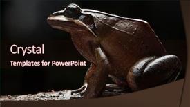  Presentation with amazon forest rainforest in brazil - Theme with backlight of a tropical amphibian background and a wine colored foreground