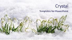  Presentation with sun growing - Presentation enhanced with backlighting with spring sun snowdrops background and a sky blue colored foreground