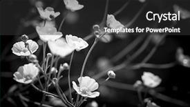  Presentation with theater black and white - Beautiful PPT theme featuring backlit buttercup flowers in black backdrop and a dark gray colored foreground