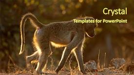  Presentation with south africa - PPT theme having backlit chacma baboon papio ursinus background and a tawny brown colored foreground