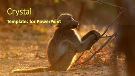  Presentation with south africa - PPT theme featuring backlit-chacma-baboon-papio-ursinus background and a tawny brown colored foreground