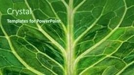  Presentation with environmental leaf - Presentation theme enhanced with backlit-close-up background and a forest green colored foreground