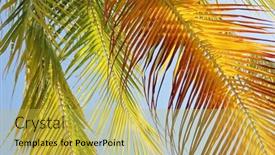  Presentation with coconut tree - 