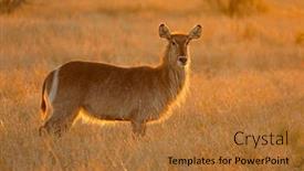  Presentation with kruger - Slides having backlit female waterbuck antelope kobus ellipsiprymnus kruger national park south africa background and a red colored foreground