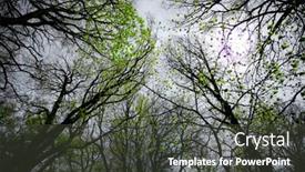  Presentation with country western spring - Presentation with backlit foliage in spring beechwood background and a dark gray colored foreground