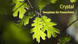  Presentation with oak - Cool new presentation theme with backlit oak leaves with narrow backdrop and a tawny brown colored foreground