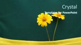  Presentation with daisy - PPT layouts with backpack-schoolbag-bag-and-daisy background and a  colored foreground