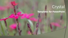  Presentation with pink flowers - PPT layouts with backround-with-small-pink-flowers background and a  colored foreground