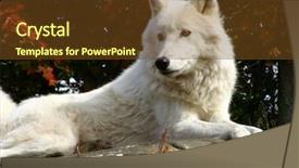  Presentation with wolf - Presentation with backwoods - arctic wolf laying background and a tawny brown colored foreground