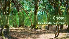  Presentation with deep - Beautiful slide deck featuring backwoods - deep in a old mossy backdrop and a tawny brown colored foreground