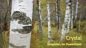  Presentation with tree - Colorful PPT layouts enhanced with backwoods - forefront of the trunk backdrop and a  colored foreground